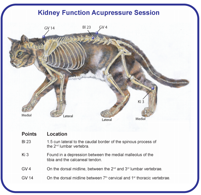 Acupressure: Safeguard Your Cat’s Kidney Health Naturally