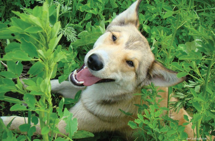 Discover How Gemmotherapy Naturally Supports Your Pet’s Health