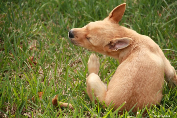 Scaly Skin in Dogs and Cats: Causes, Symptoms, and Effective Treatments