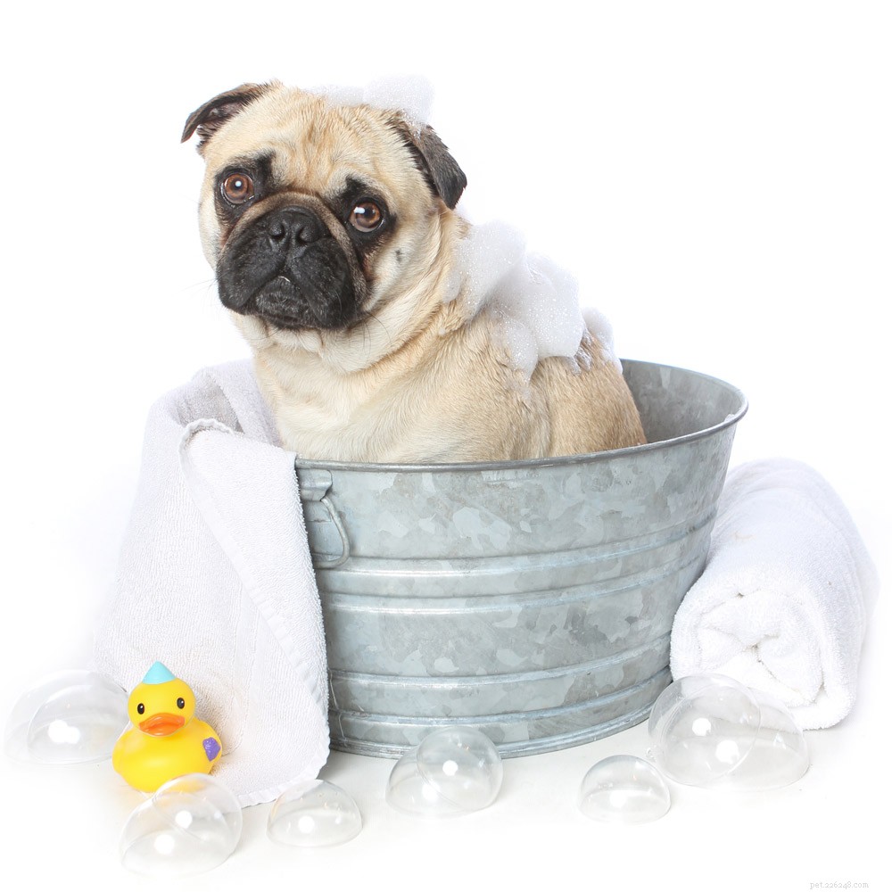 Scaly Skin in Dogs and Cats: Causes, Symptoms, and Effective Treatments