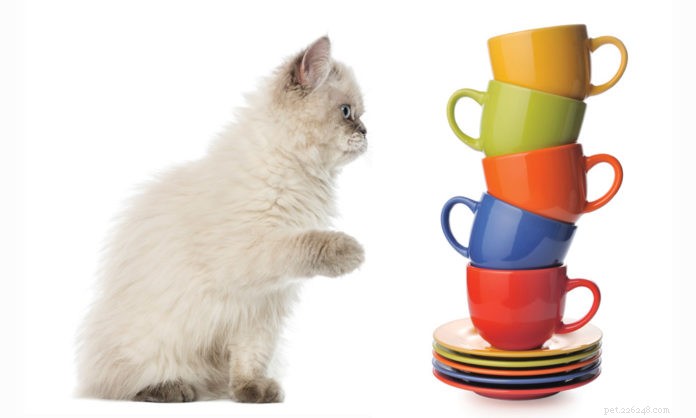 The Science Behind Why Cats Knock Items Off Shelves