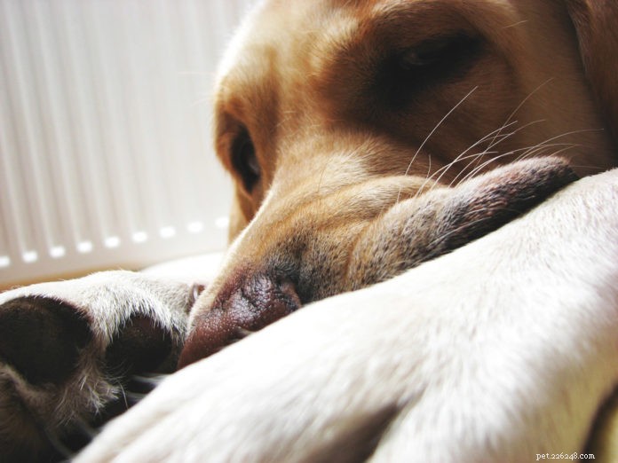 Corticosteroid Side Effects in Pets: What Owners Need to Know