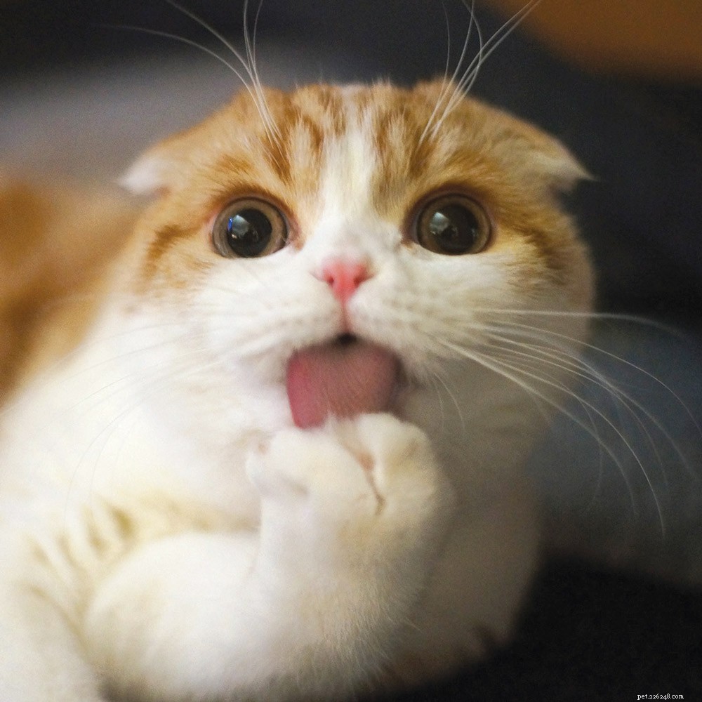 Meet Waffles: The Scottish Fold Who Captivated the World