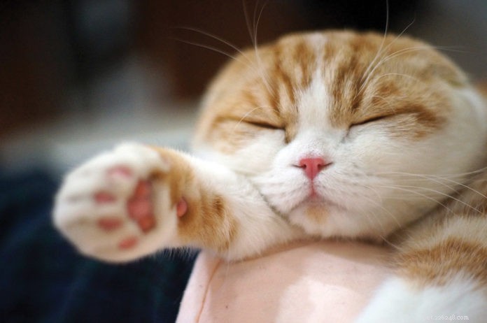 Meet Waffles: The Scottish Fold Who Captivated the World