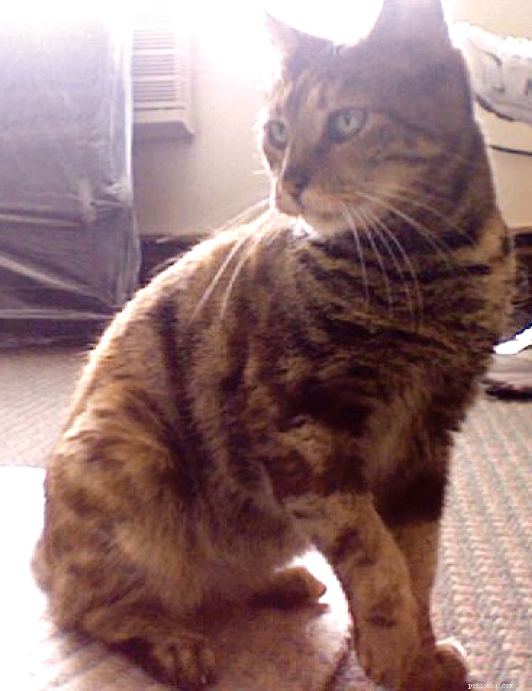 Acupuncture Restores Mobility in Senior Cat with Radial Nerve Damage