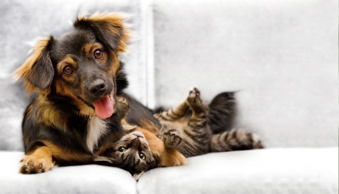 Herbal Solutions for Pets: Naturally Alleviating Joint Pain & Arthritis