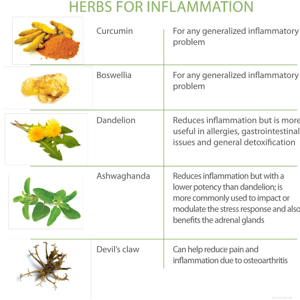 Herbal Solutions for Pets: Naturally Alleviating Joint Pain & Arthritis