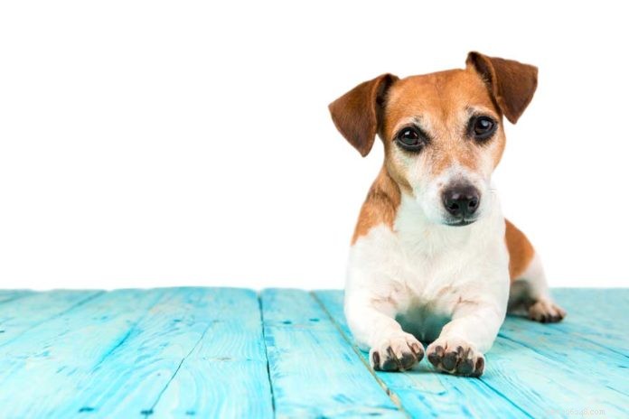How Enzymes Improve Your Dog or Cat’s Health