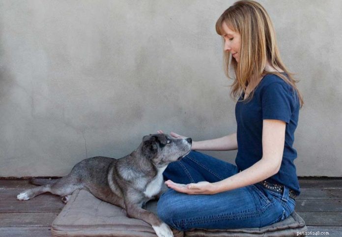 4 Proven Ways Reiki Boosts Shelter Animal Well‑Being