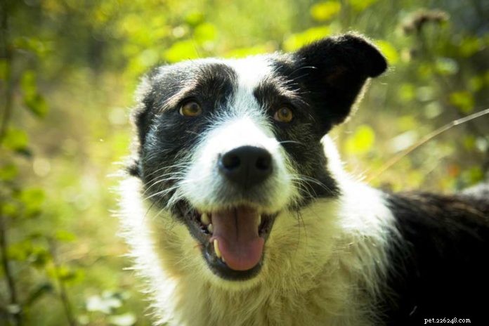 Effective Western Herbs for Treating Pet Allergies