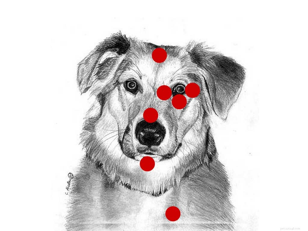 EFT Tapping: A Proven Method to Calm Dogs & Cats
