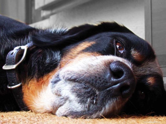 EFT Tapping: A Proven Method to Calm Dogs & Cats