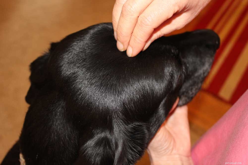 EFT Tapping: A Proven Method to Calm Dogs & Cats