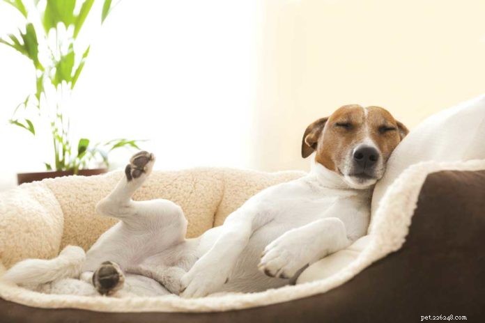 Melatonin for Dogs & Cats: Boost Sleep, Reduce Anxiety, and Strengthen Immunity