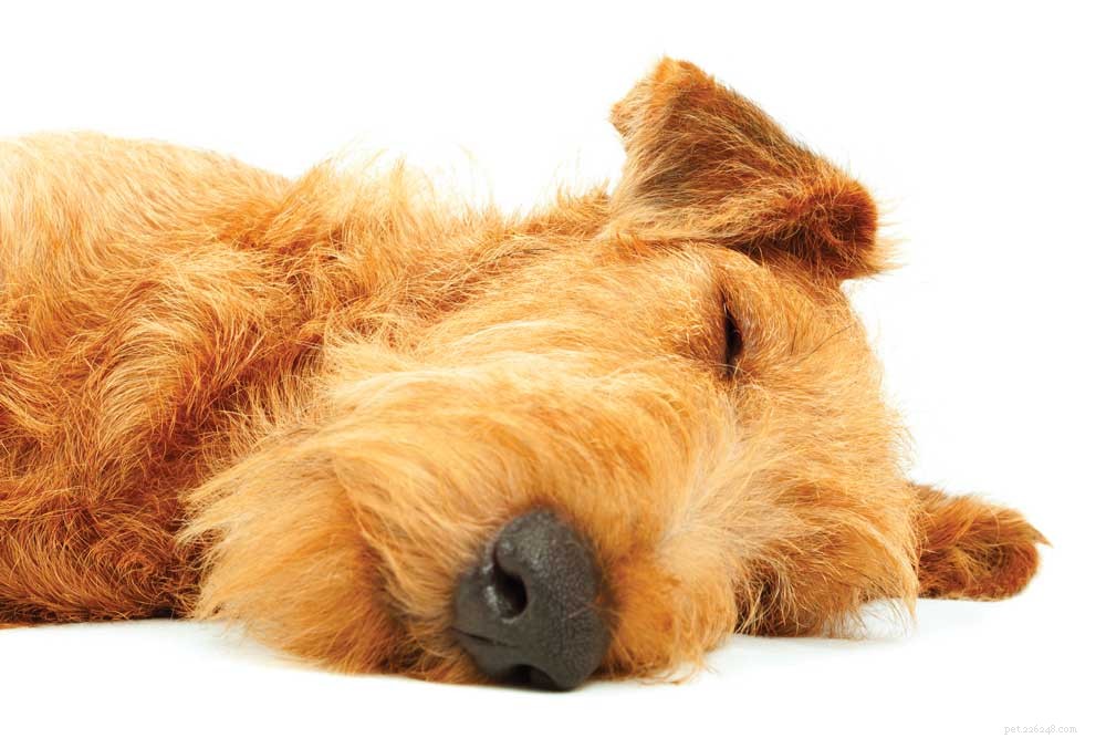 Melatonin for Dogs & Cats: Boost Sleep, Reduce Anxiety, and Strengthen Immunity
