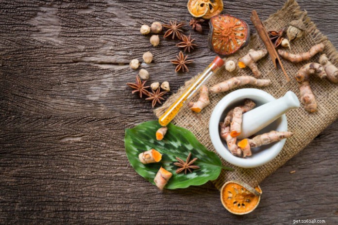Ayurvedic Veterinary Care: Natural Healing & Body Types for Your Pets