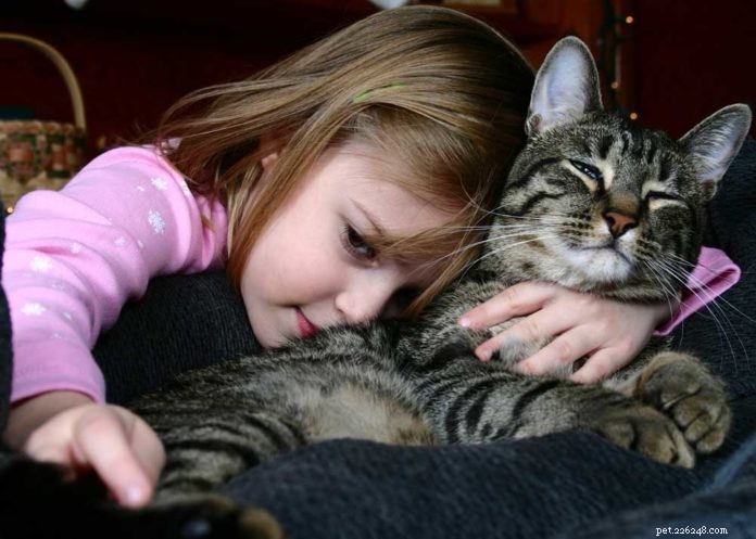 Professional Cat Hospice Care: Compassionate End-of-Life Support