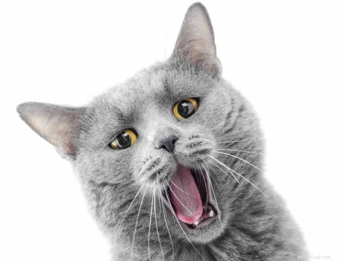 Simple Solutions for Your Cat s Dental Health