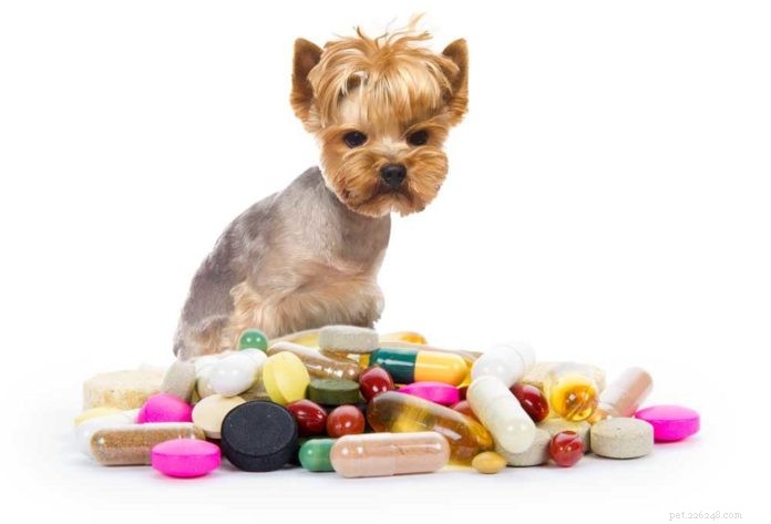 Safe and Responsible Use of Conventional Medications in Veterinary Care