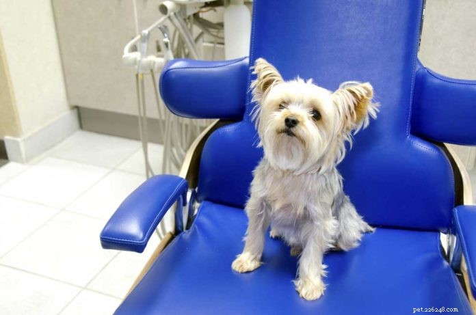 How Dental Disease Threatens Your Pet’s Organs—and Why Year‑Round Care Matters