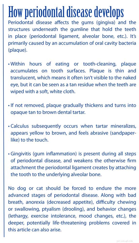 How Dental Disease Threatens Your Pet’s Organs—and Why Year‑Round Care Matters