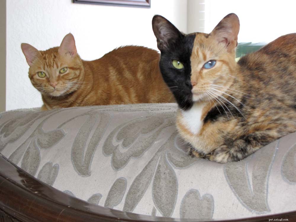 Venus: The Stunning Bi-Color Cat Championing Animal Rescue