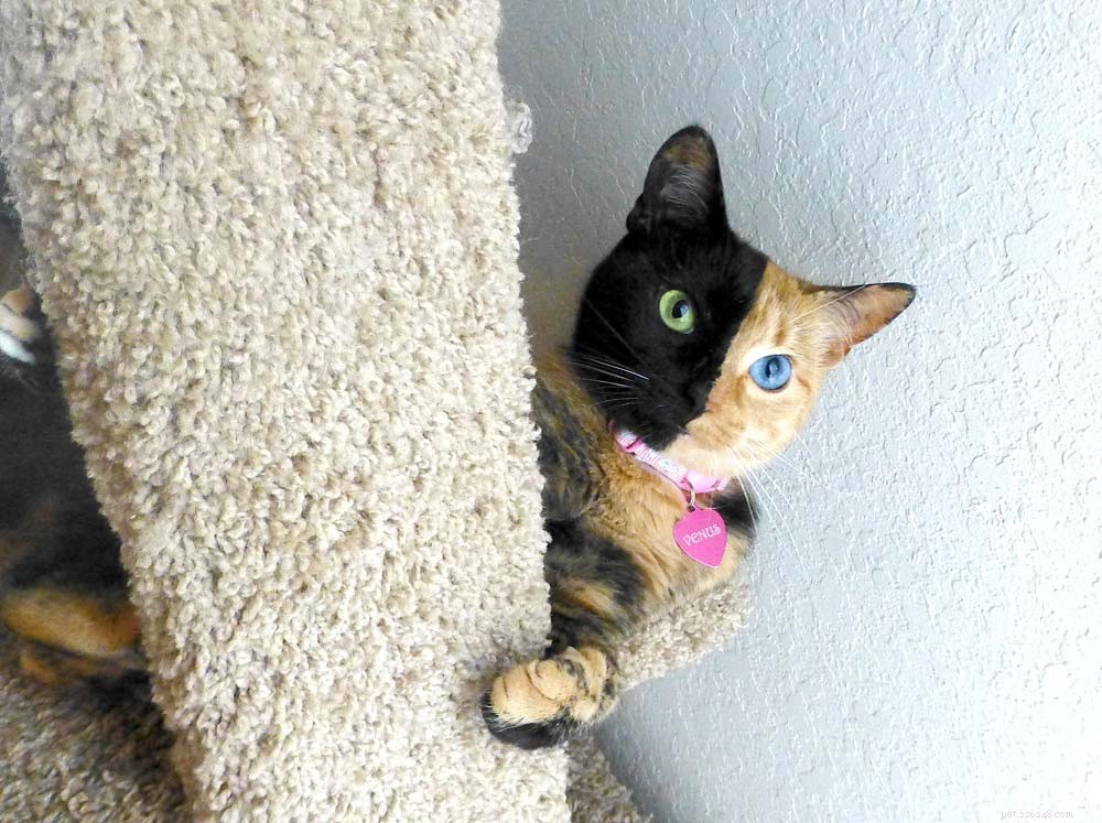 Venus: The Stunning Bi-Color Cat Championing Animal Rescue