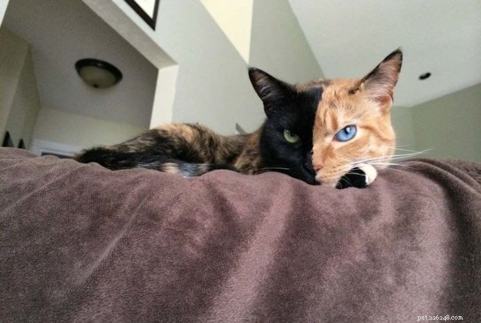 Venus: The Stunning Bi-Color Cat Championing Animal Rescue