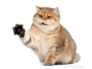 Living with a Cat While Immunocompromised: Safe Ways to Protect Your Health