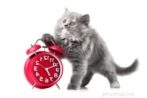 How to Handle Your Cat’s Misbehavior: Positive Reinforcement Strategies