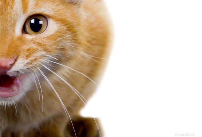 How to Handle Your Cat’s Misbehavior: Positive Reinforcement Strategies