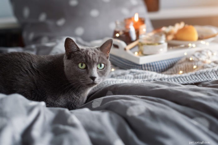 Protect Your Pets: Essential Candle Safety Tips