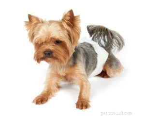 Understanding and Treating Urinary Incontinence in Dogs & Cats