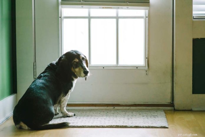 Understanding and Treating Urinary Incontinence in Dogs & Cats