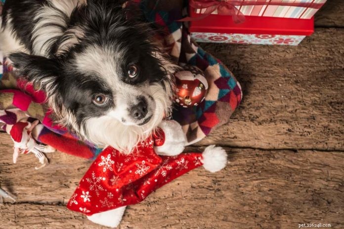 Traveling With Your Dog? A Stress‑Free Holiday Road Trip Checklist
