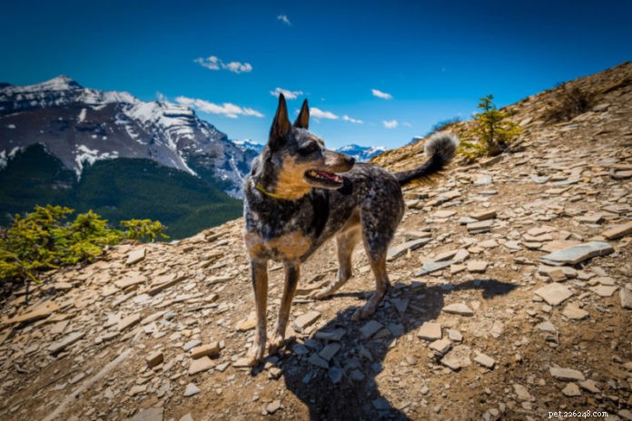 10 Proven Strategies to Extend Your Pet’s Lifespan