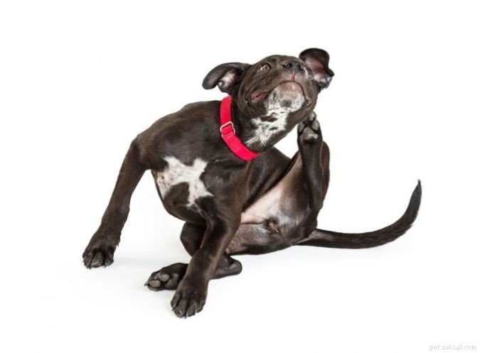 Boost Your Pet’s Skin Health with Proven Nutritional Strategies