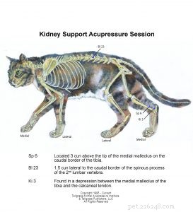 Enhance Your Senior Cat’s Health: Acupressure for Kidney Care & Longevity