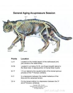 Enhance Your Senior Cat’s Health: Acupressure for Kidney Care & Longevity