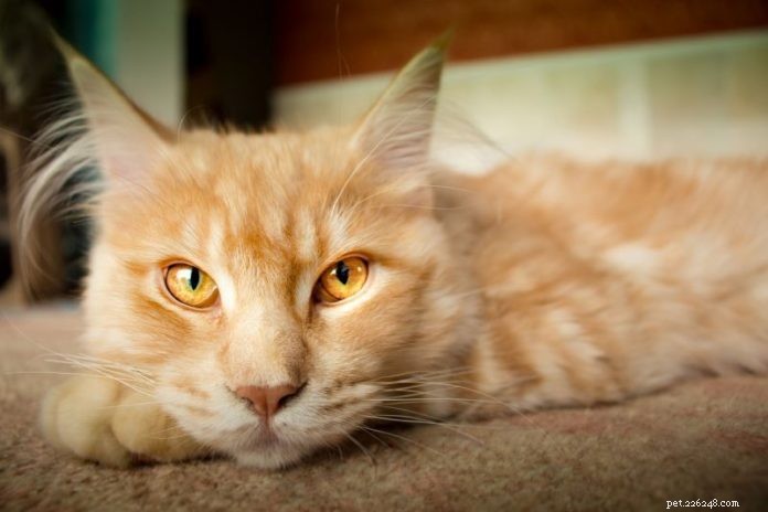 Effective Natural Remedies to Ease Arthritis in Cats