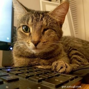 The Cat Network: Championing Cat Rescue and Overpopulation Prevention in South Florida