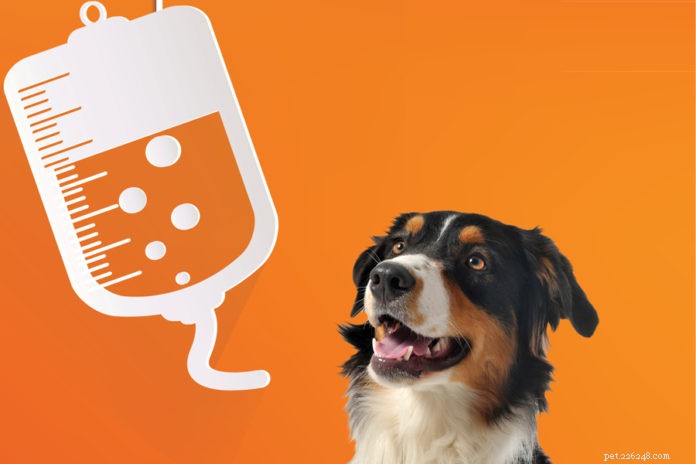 Advanced Veterinary Care: High-Dose IV Vitamin C Therapy for Dogs and Cats