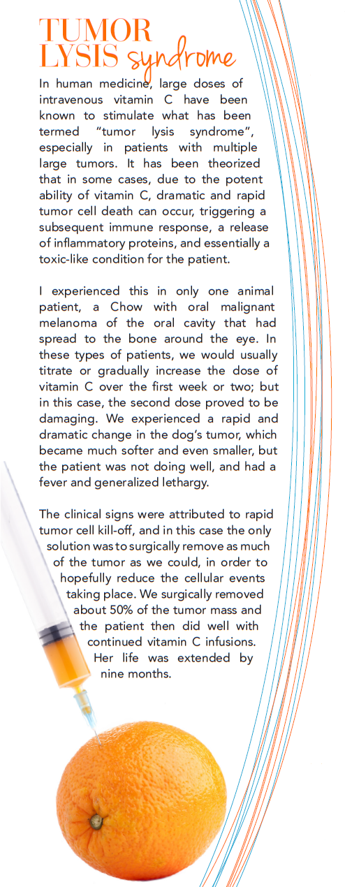Advanced Veterinary Care: High-Dose IV Vitamin C Therapy for Dogs and Cats