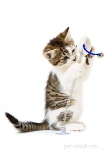 Why Interactive Play Is Essential for Your Cat s Health and Happiness