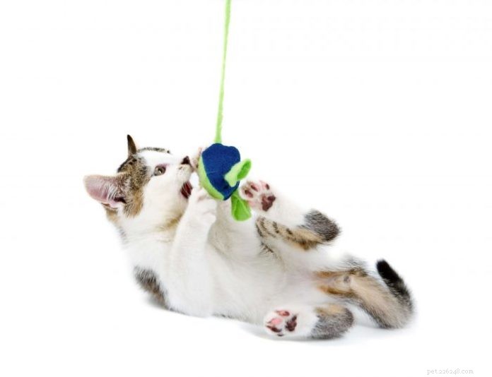 Why Interactive Play Is Essential for Your Cat s Health and Happiness