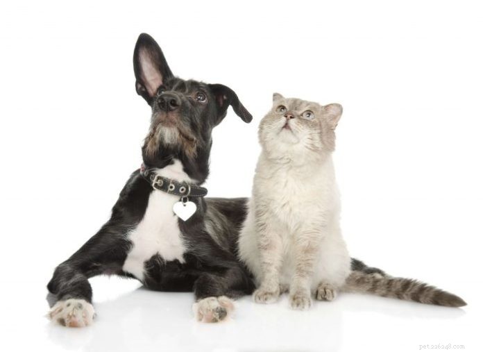 Relieve Your Dog or Cat’s Allergies with NAET – Safe, Effective, Natural