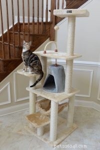 Choosing the Perfect Cat Tree or Condo: Boost Your Kitty’s Health & Happiness