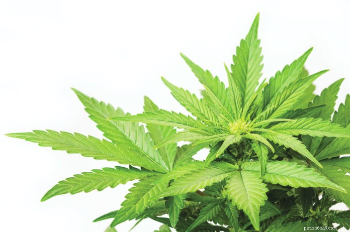 Medical Cannabis for Cats: How It Can Improve Your Pet’s Health