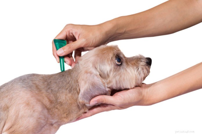 The Risks of Spot-On Flea & Tick Treatments: Choose Safer Alternatives