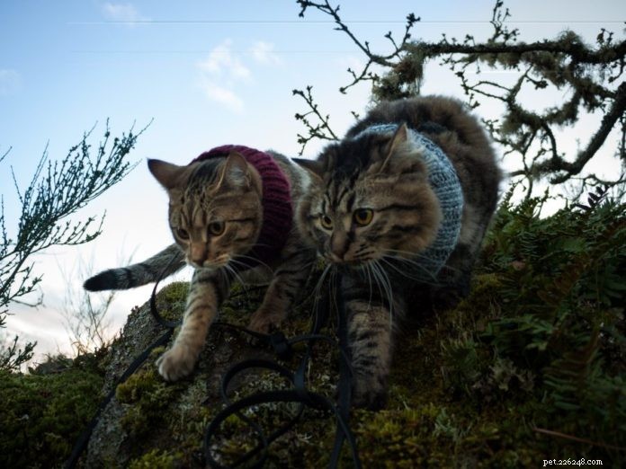 Bolt & Keel: Trailblazing Cats Captivating Social Media